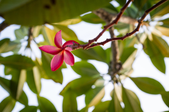 红色鸡蛋花