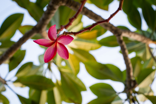 红色鸡蛋花