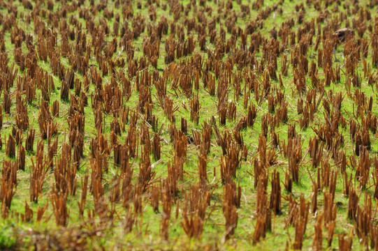 麦茬