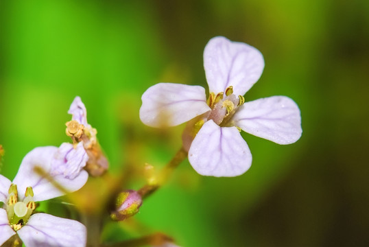 紫花