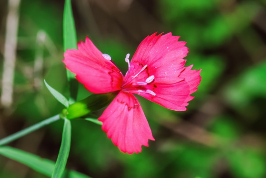 石竹花