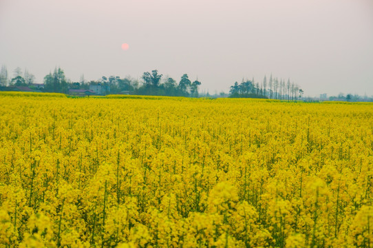 油菜花