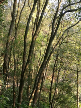 小树林