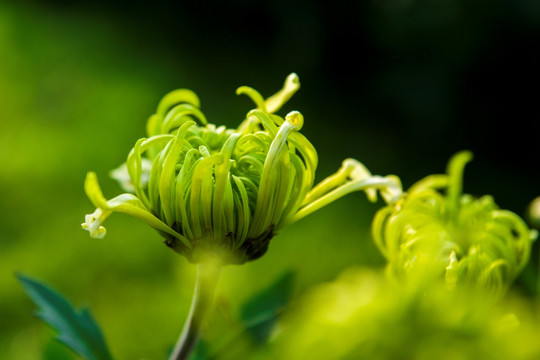 菊花