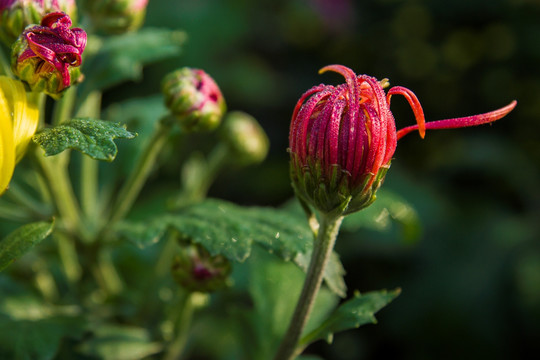 菊花