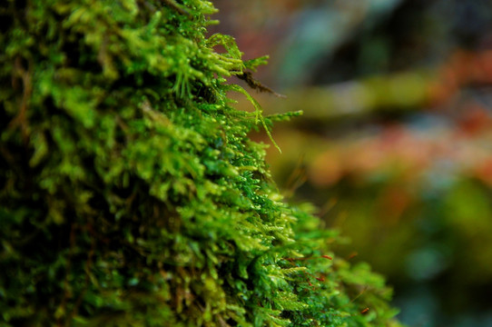 生命 苔藓