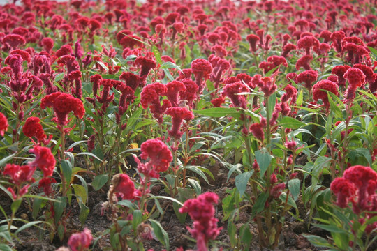 红色花群