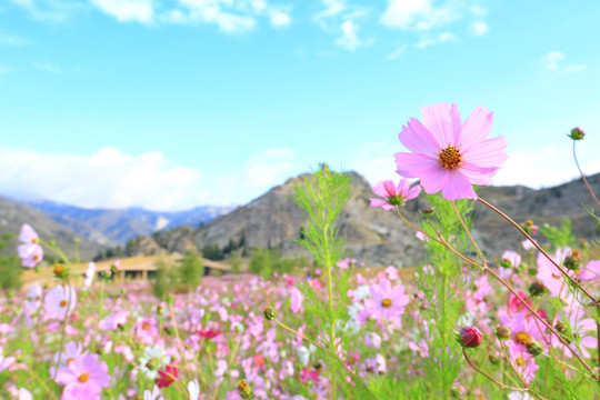 格桑花