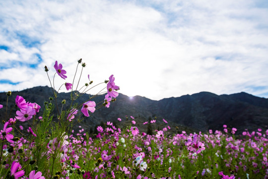 格桑花