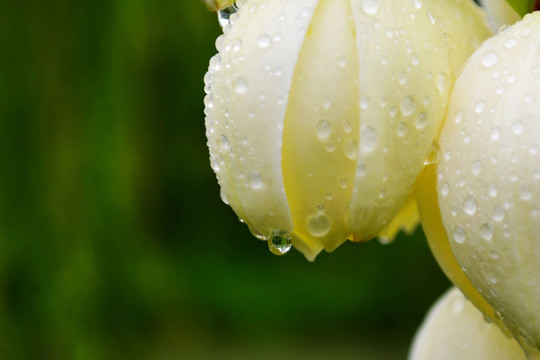 花瓣上的雨珠