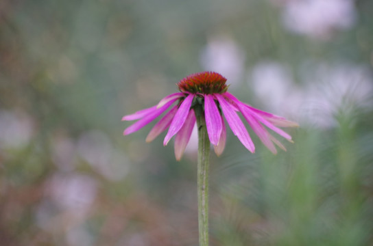 松果菊