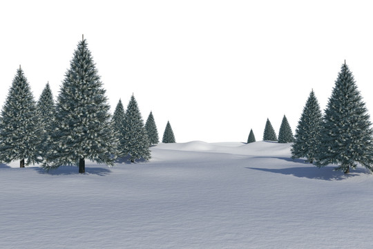 雪地中的冷杉树