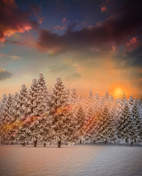 积雪景观中的冷杉林