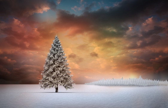 积雪景观中的冷杉树