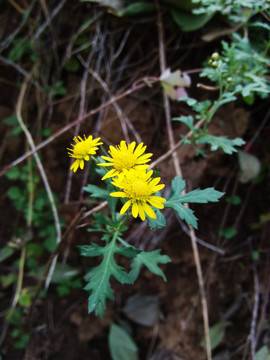 新鲜小菊花