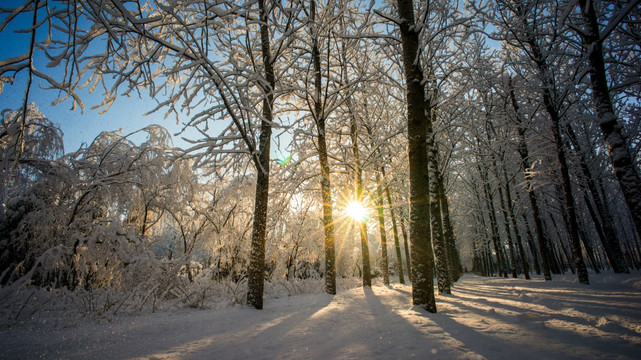 冬季雪景