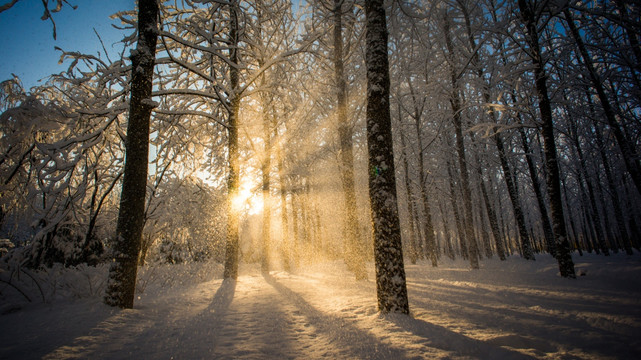 冬季雪景