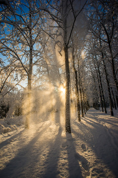 冬季雪景