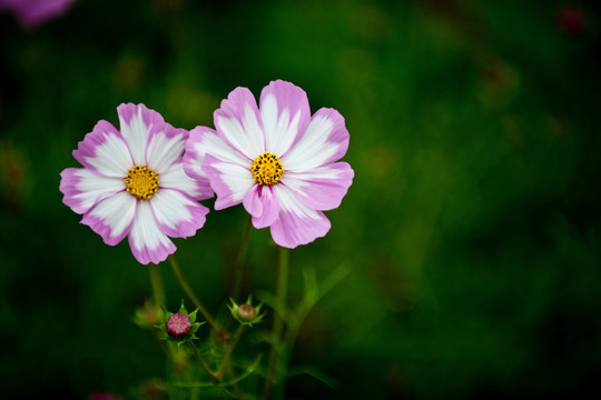 波斯菊