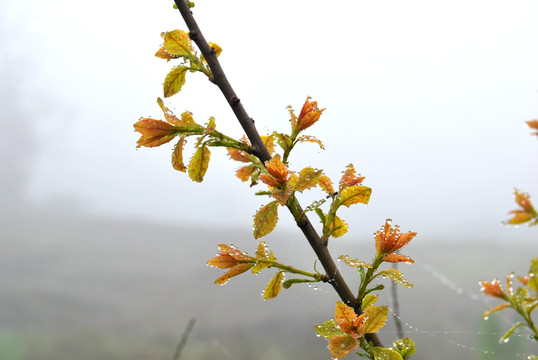 嫩芽