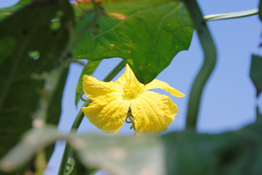 丝瓜花上停留的蜜蜂