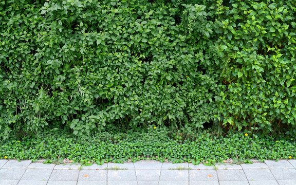植物墙  绿墙  藤蔓墙