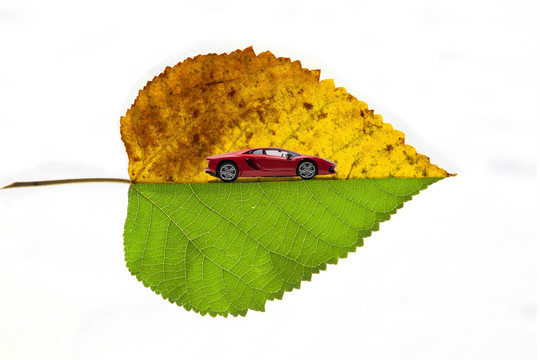 树叶上的汽车