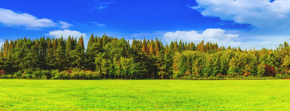 绿树林高清全景