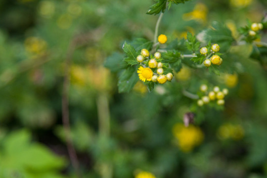 雏菊