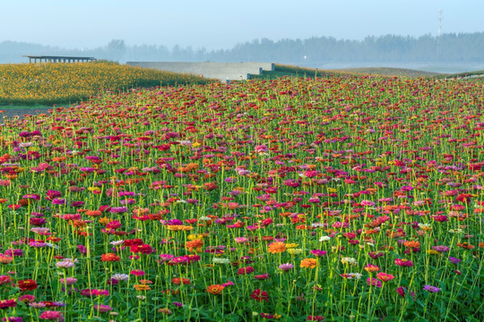 花丛花海