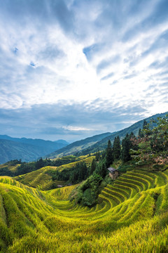 龙脊梯田