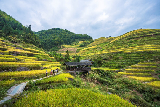 龙脊梯田