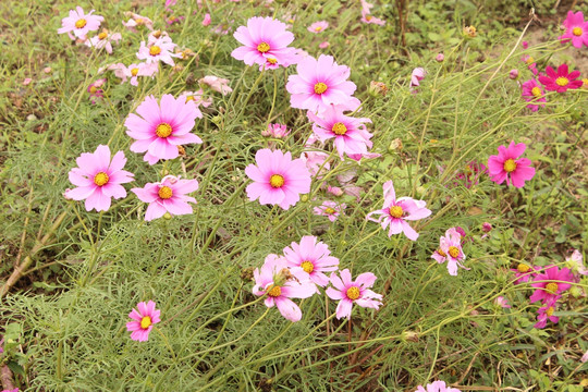 花 植物 公园