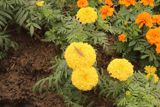 菊花 公园 植物 花