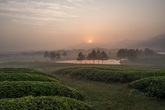 茶场日出