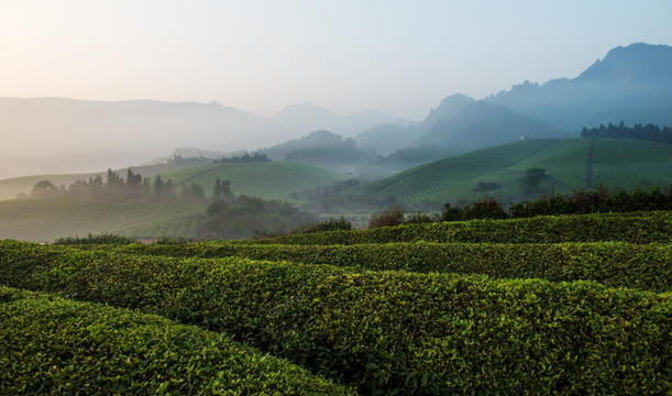 茶场风光