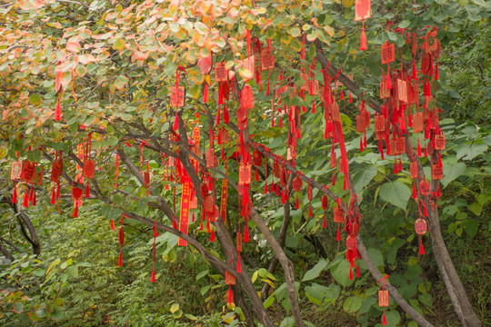 山上祈福树