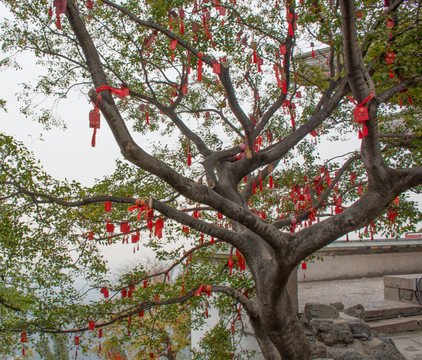 香山许愿树