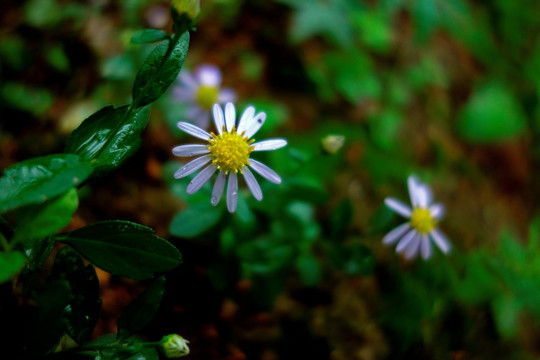 狗娃花 白色野菊花