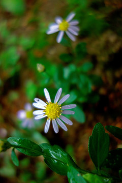 狗娃花 白色野菊花