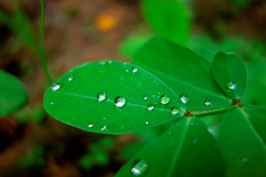 叶子上的水珠 水滴 花生叶