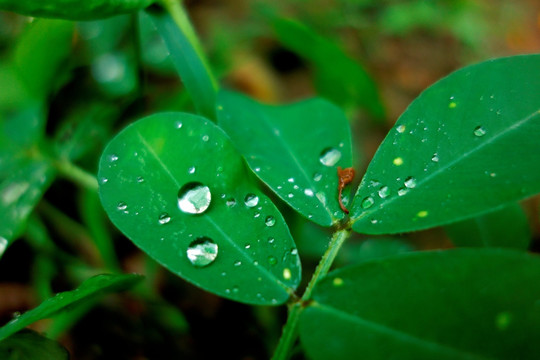 绿叶上的水珠 水滴 花生叶