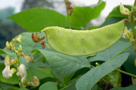 菜地蔬菜 藊豆 扁豆嫩荚