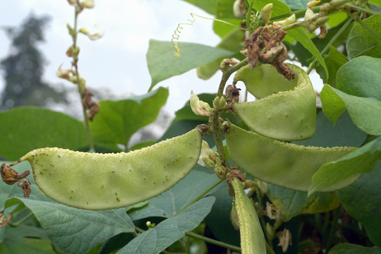 菜地蔬菜 藊豆 扁豆嫩荚