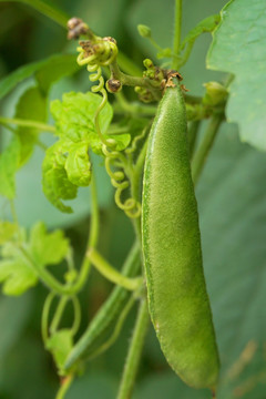 菜地蔬菜 藊豆 扁豆嫩荚