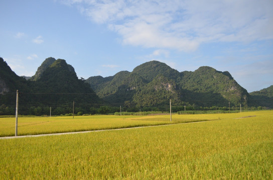 山村稻田