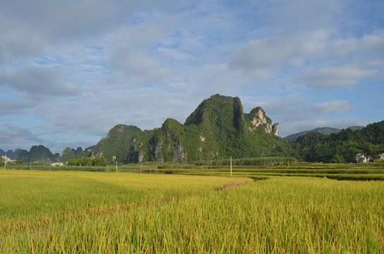 山村稻田