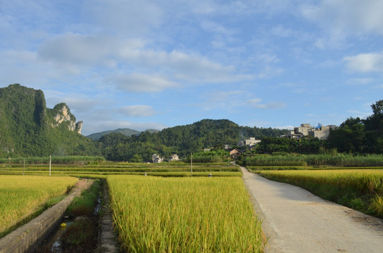 山村稻田