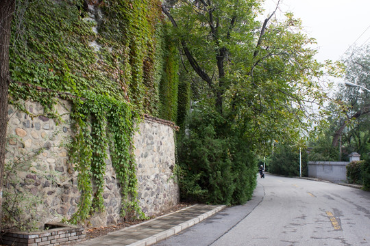 绿色掩映的道路