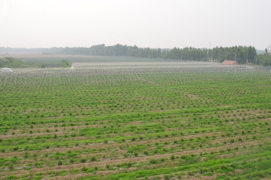 蓝莓种植基地